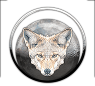 Coyote moon